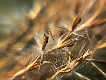 Close-up of dried plant