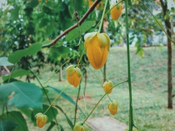 Close-up of yellow flowers