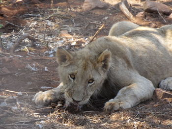 Close-up of lion resting on field