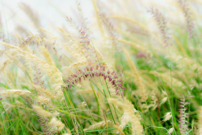 Close-up of wheat growing on field