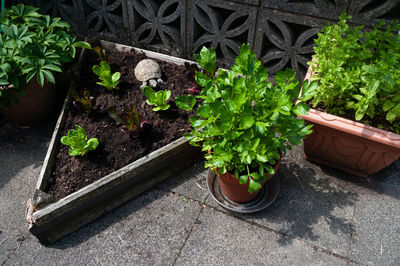 Close-up of potted plants