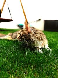 Close-up of a cat on field