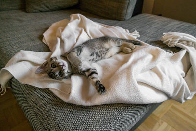 High angle view of cat sleeping on bed