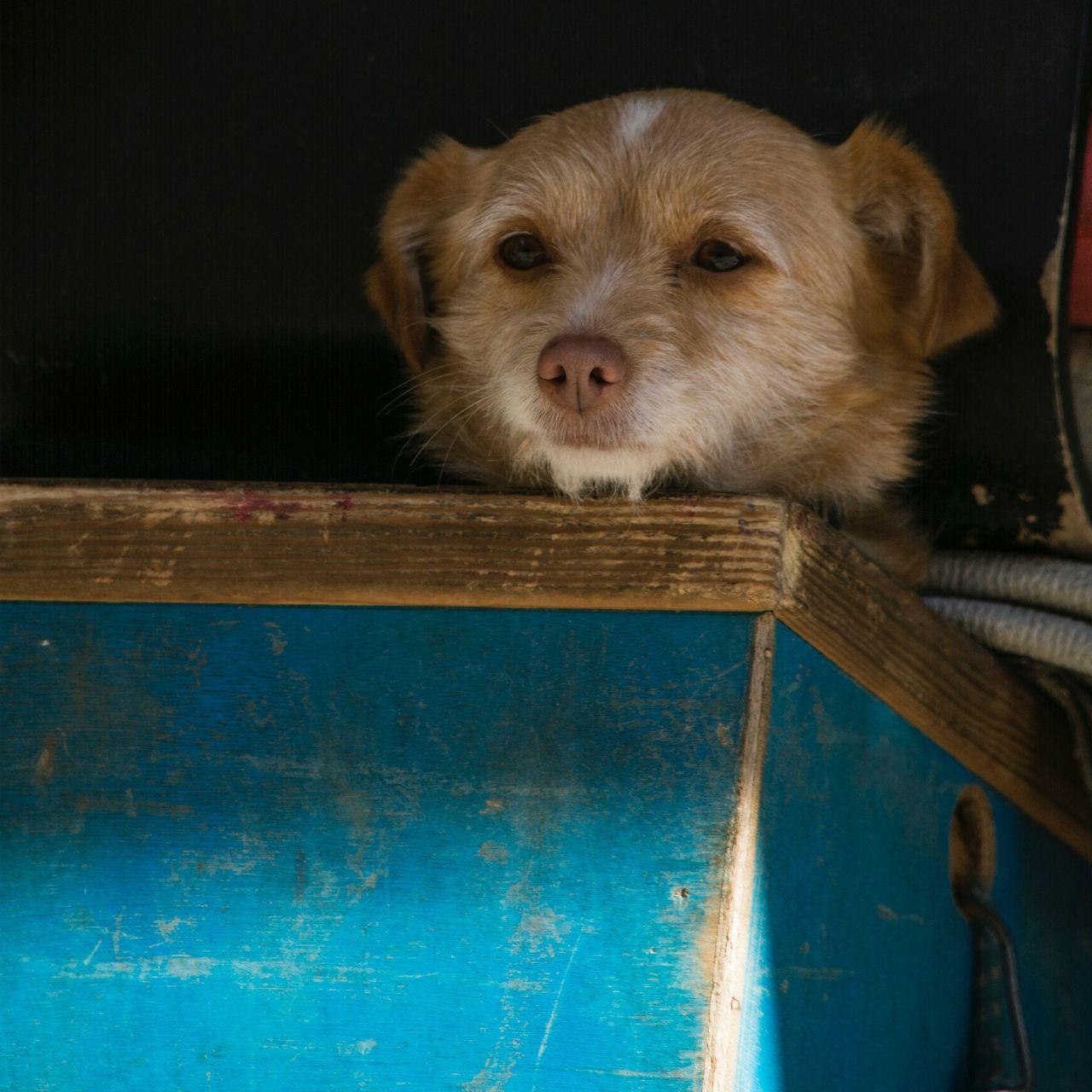 one animal, animal themes, pets, mammal, domestic animals, dog, sitting, looking at camera, portrait, indoors, no people, zoology, day, high angle view, full length, sunlight, close-up, transportation