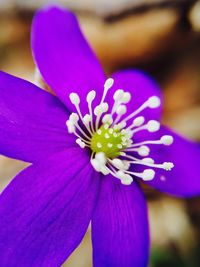 Close-up of purple flower