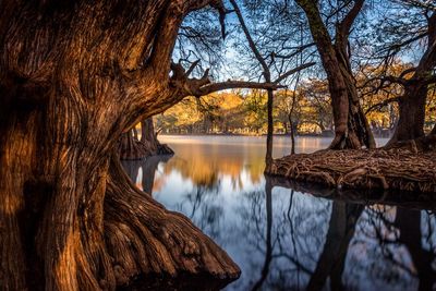 Scenic view of lake by trees in forest