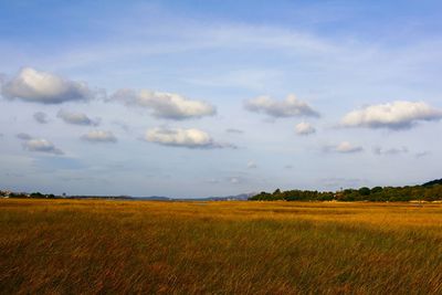 Field landscape