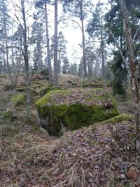 Trees in forest