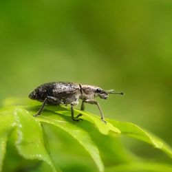 Close-up of insect on leaf