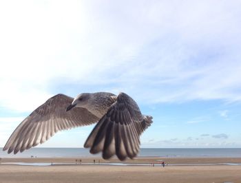 View of birds on beach