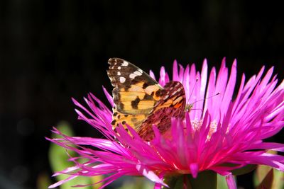 Close-up of butterfly pollinating flower