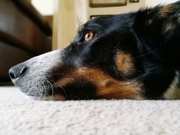 Close-up of a dog resting