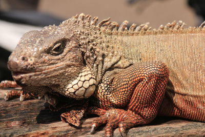 Close-up of a lizard