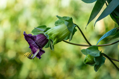 Close-up of red flowering plant