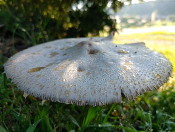 Close-up of mushroom growing on field