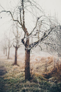 Close-up of bare tree in winter