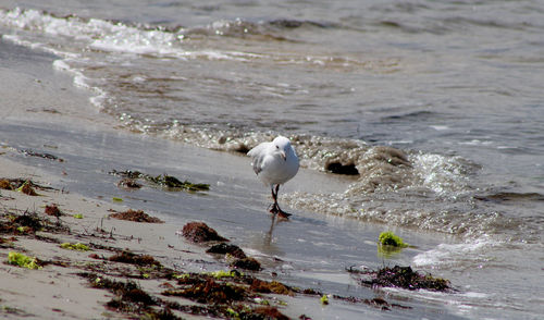 Seagull perching on shore