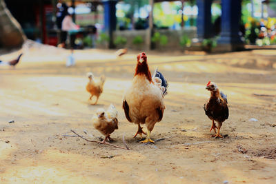 Chicken and chick on the land