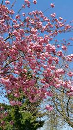 Low angle view of cherry blossom tree