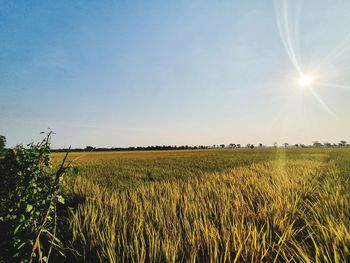 Scenic view of field against sky