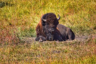 View of an animal on field