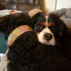 Close-up portrait of dog