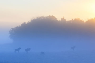View of silhouette trees on field against sky