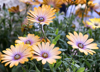 Close-up of flowers blooming outdoors