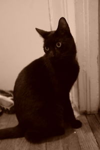 Cat looking away while sitting on hardwood floor