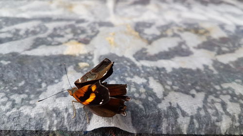 Close-up of butterfly perching on leaf