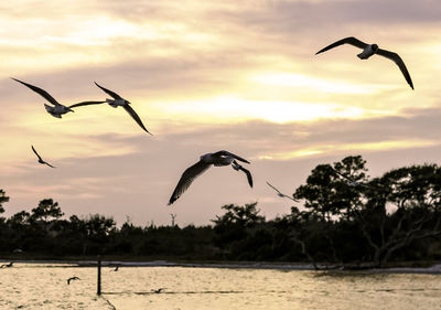 Silhouette birds on landscape against sky during sunset