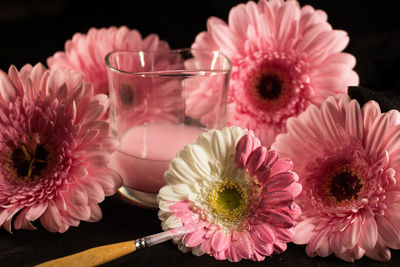 Close-up of pink daisy on table against black background