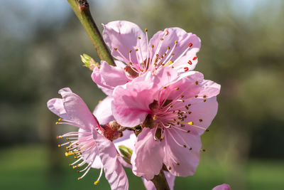 Close-up of pink cherry blossom