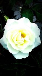 Close-up of white rose