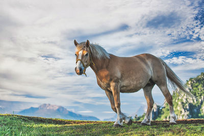 Horse standing on field against sky