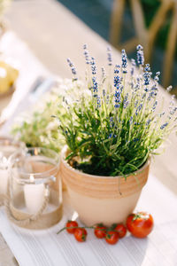 Close-up of potted plant on table