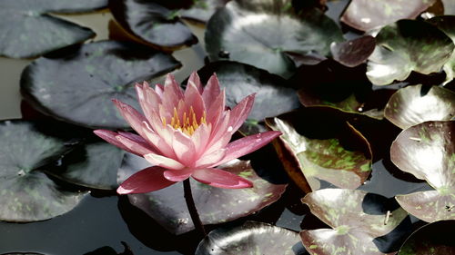 High angle view of pink water lily