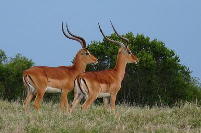 Horses in a field