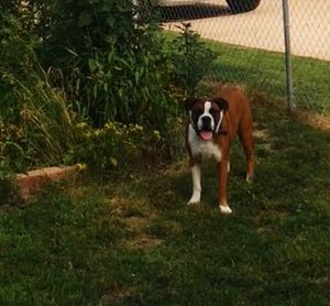 Dog standing on grassy field