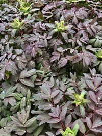 Full frame shot of plants