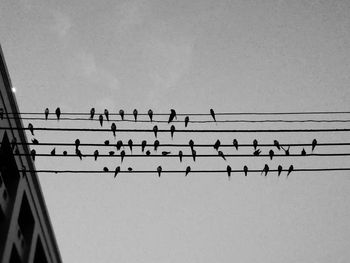 Low angle view of birds perching on cable against clear sky