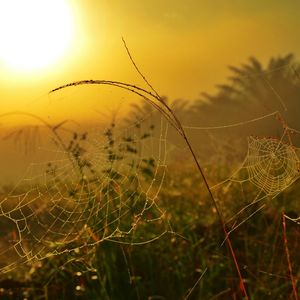Close-up of spider web on plant during sunset