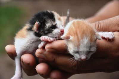 Close-up of hand holding baby