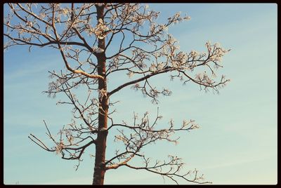 Low angle view of bare trees against sky