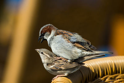 Close-up of bird perching outdoors