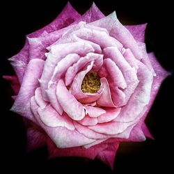 Close-up of pink rose