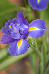 Close-up of purple flowers