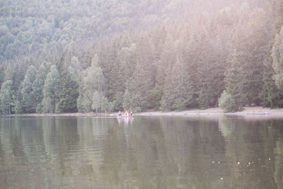 Scenic view of lake in forest