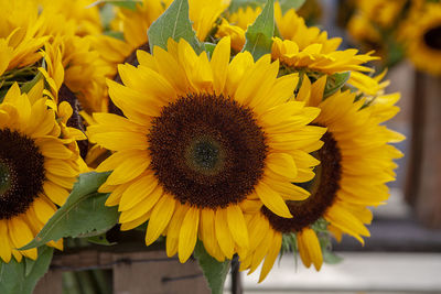 Close-up of yellow sunflower