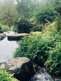 Scenic view of lake in forest